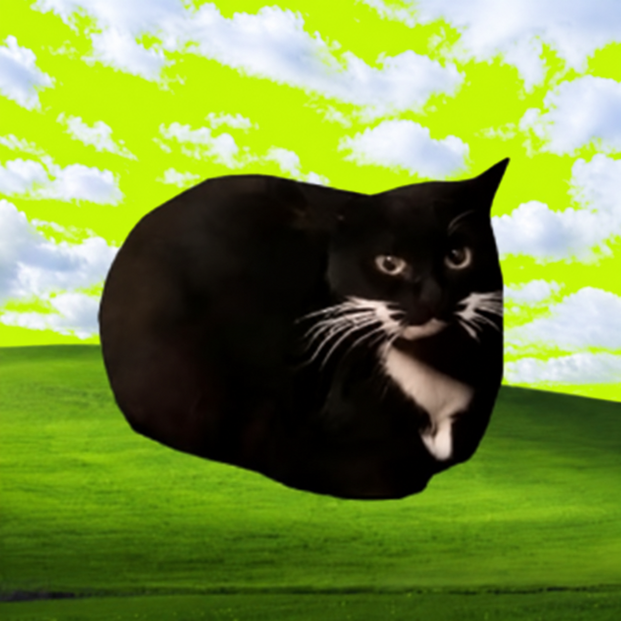 Maxwell the cat sitting on a bright green Windows XP style hill